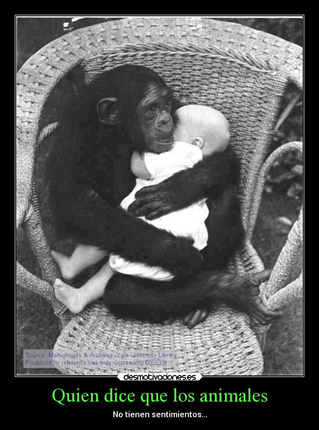 Quien dice que los animales - No tienen sentimientos...