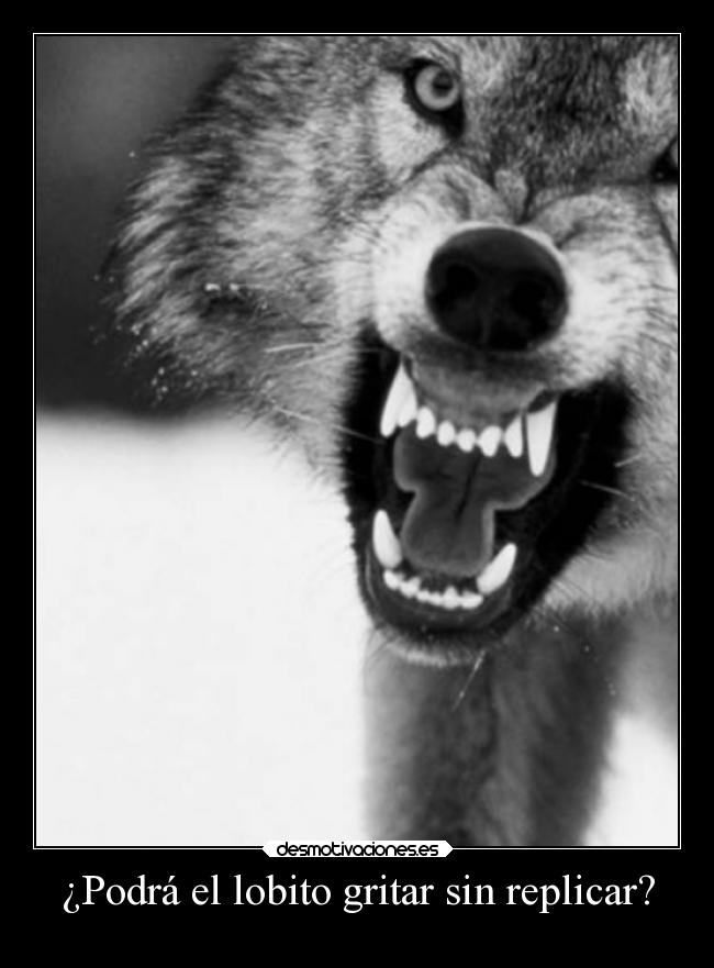 ¿Podrá el lobito gritar sin replicar? -