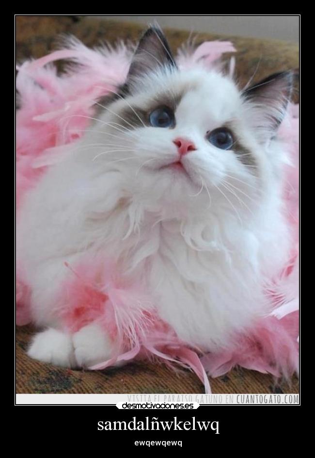 samdalñwkelwq - ewqewqewq