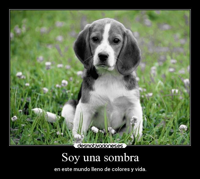 carteles animales perro beagle ensombrecido desmotivaciones