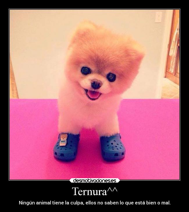 Ternura^^ - Ningún animal tiene la culpa, ellos no saben lo que está bien o mal.