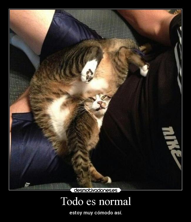 carteles hook gatospostura rarasima comodidad humor desmotivaciones