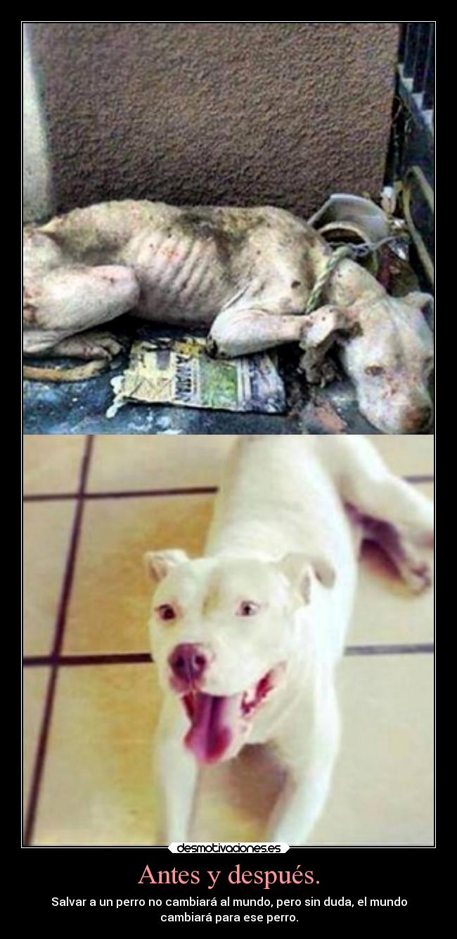 Antes y después. - Salvar a un perro no cambiará al mundo, pero sin duda, el mundo
cambiará para ese perro.