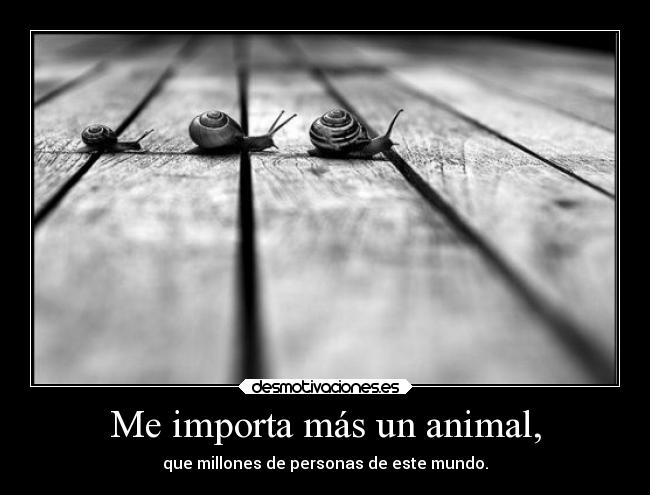 Me importa más un animal, -
