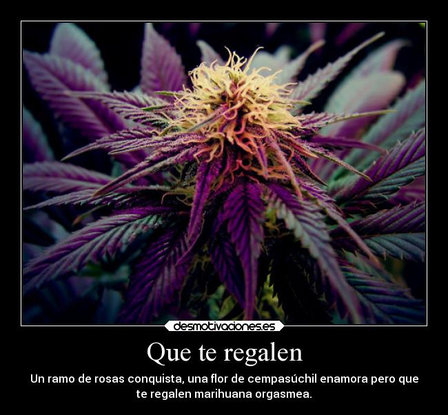 Que te regalen - Un ramo de rosas conquista, una flor de cempasúchil enamora pero que
te regalen marihuana orgasmea.