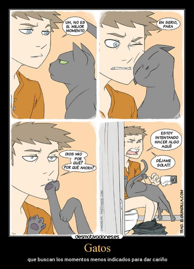 Gatos - que buscan los momentos menos indicados para dar cariño