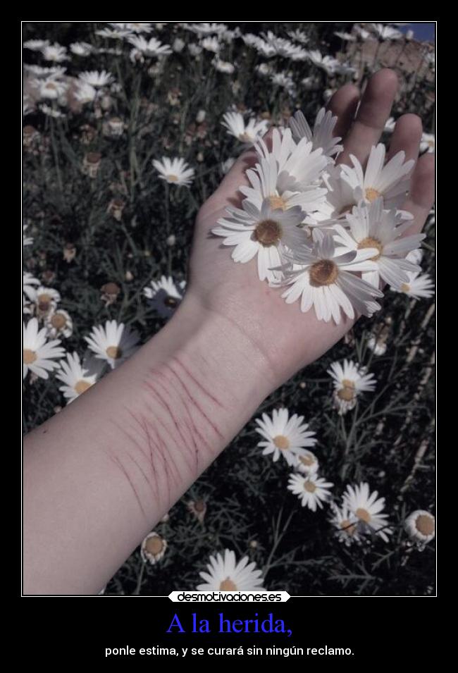 A la herida, - ponle estima, y se curará sin ningún reclamo.