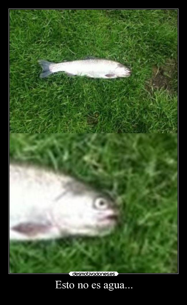 Esto no es agua... - 