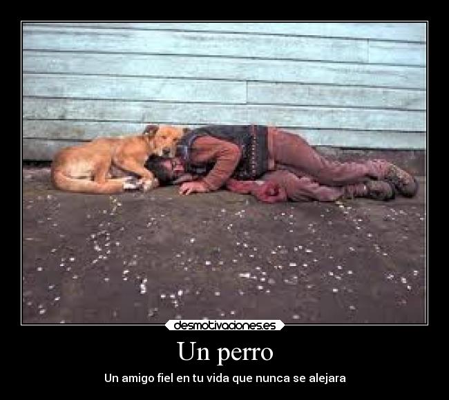 Un perro - 