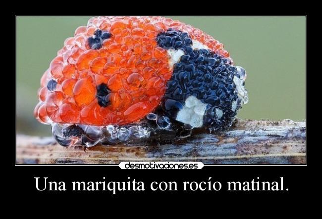 Una mariquita con rocío matinal. - 