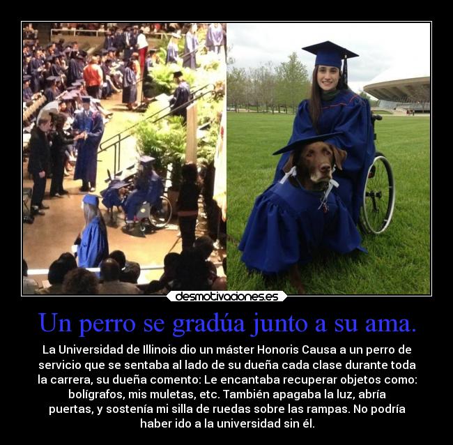 Un perro se gradúa junto a su ama. - La Universidad de Illinois dio un máster Honoris Causa a un perro de
servicio que se sentaba al lado de su dueña cada clase durante toda
la carrera, su dueña comento: Le encantaba recuperar objetos como:
bolígrafos, mis muletas, etc. También apagaba la luz, abría
puertas, y sostenía mi silla de ruedas sobre las rampas. No podría
haber ido a la universidad sin él.