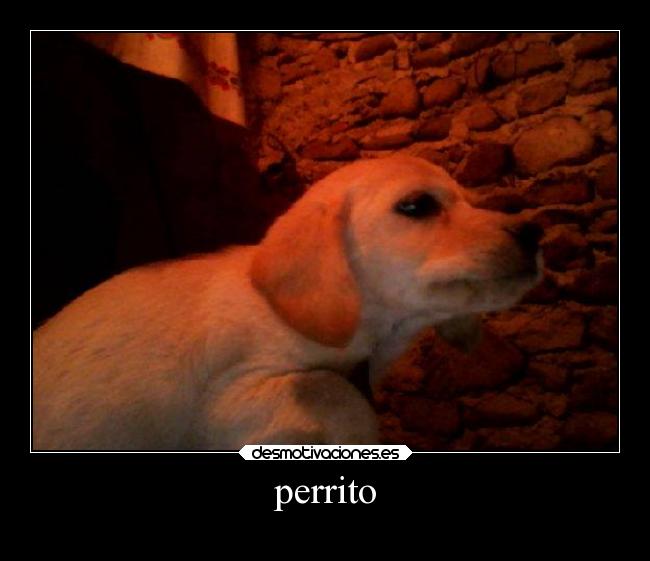 perrito -