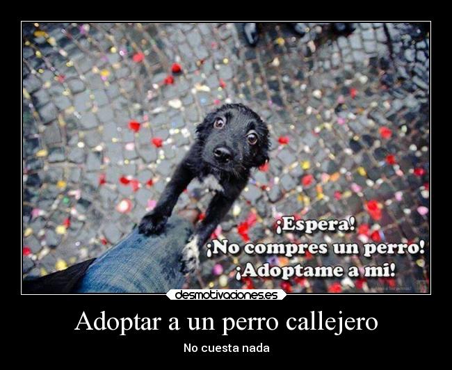 Adoptar a un perro callejero - 