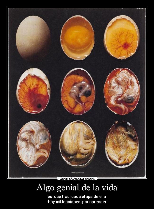 carteles vida vida desmotivaciones