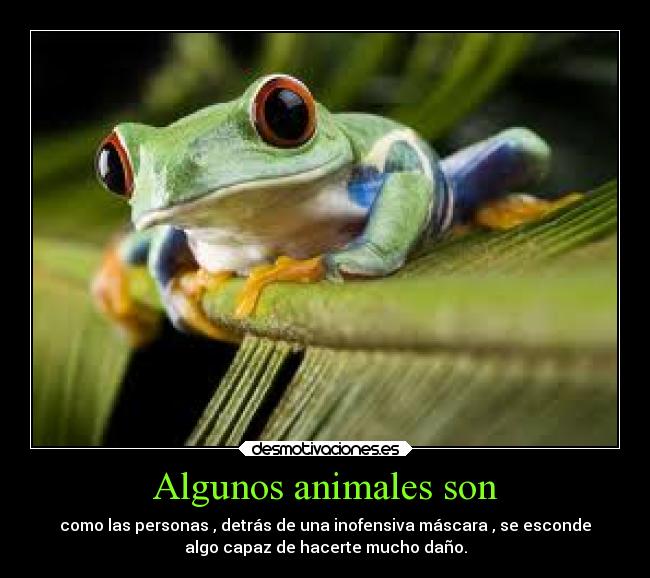 Algunos animales son - como las personas , detrás de una inofensiva máscara , se esconde
algo capaz de hacerte mucho daño.