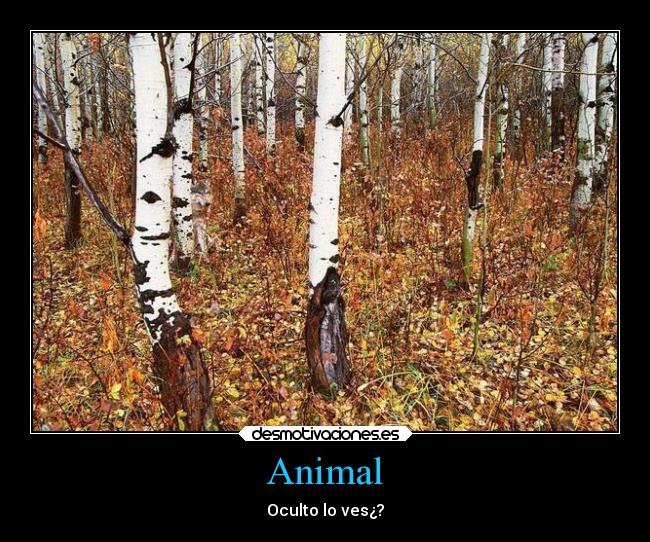 Animal - Oculto lo ves¿?