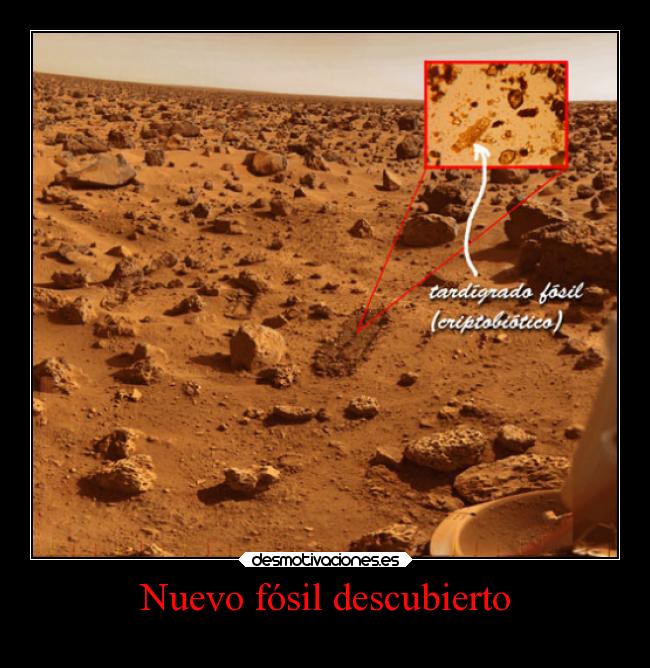 Nuevo fósil descubierto -