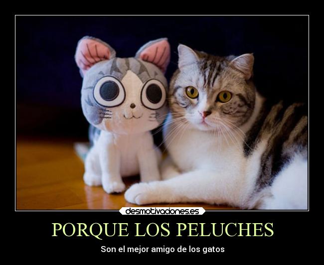 PORQUE LOS PELUCHES - Son el mejor amigo de los gatos