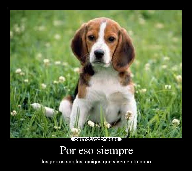 Por eso siempre - los perros son los amigos que viven en tu casa
