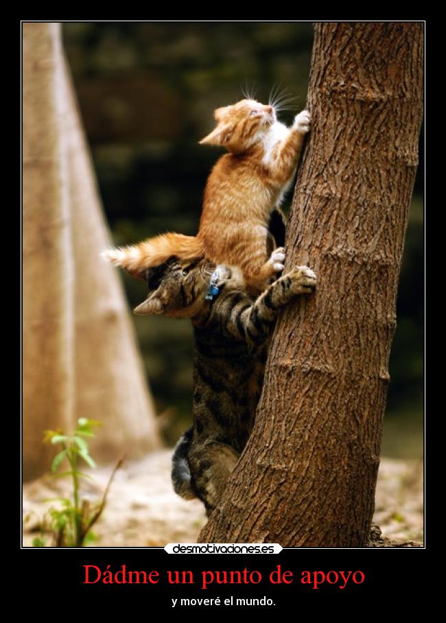 carteles amigos gatos corazon apoyo everywhere jeje desmotivaciones