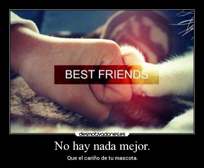 carteles amistad carino mascota fiel desmotivaciones