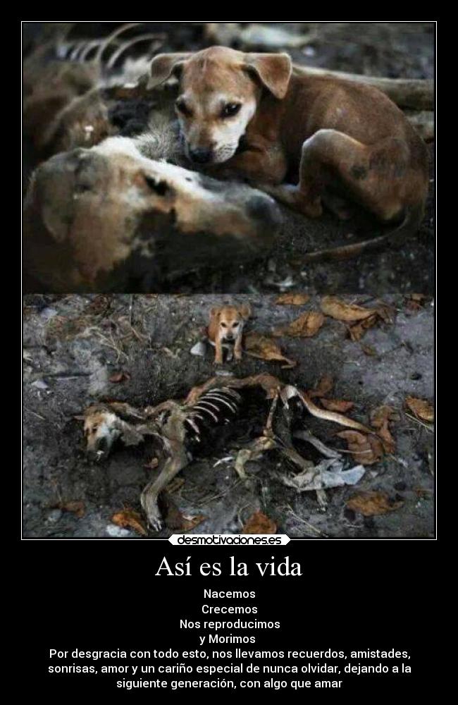 Así es la vida - Nacemos
Crecemos
Nos reproducimos
y Morimos
Por desgracia con todo esto, nos llevamos recuerdos, amistades,
sonrisas, amor y un cariño especial de nunca olvidar, dejando a la
siguiente generación, con algo que amar