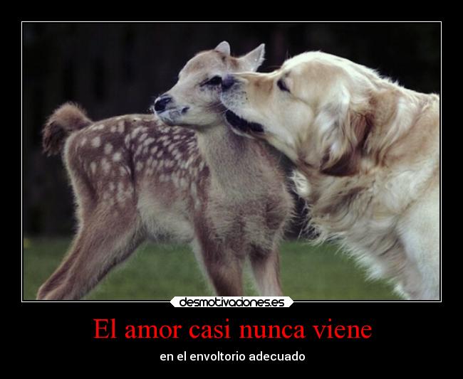 carteles amor amor animales desmotivaciones