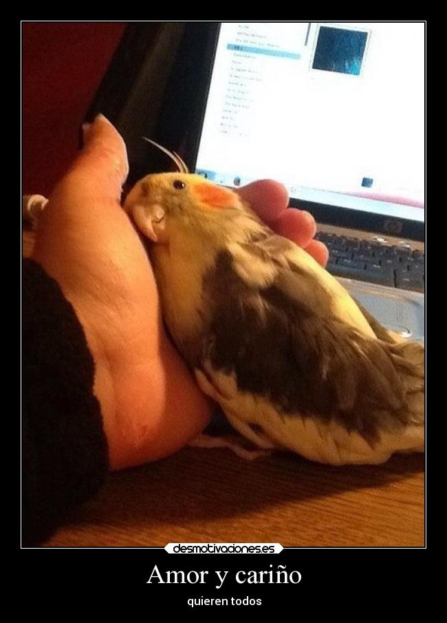 Amor y cariño - quieren todos