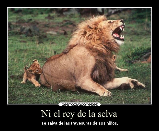 Ni el rey de la selva - se salva de las travesuras de sus niños.