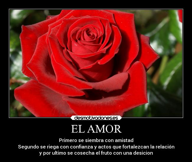 EL AMOR - Primero se siembra con amistad
Segundo se riega con confianza y actos que fortalezcan la relación
y por ultimo se cosecha el fruto con una desicion