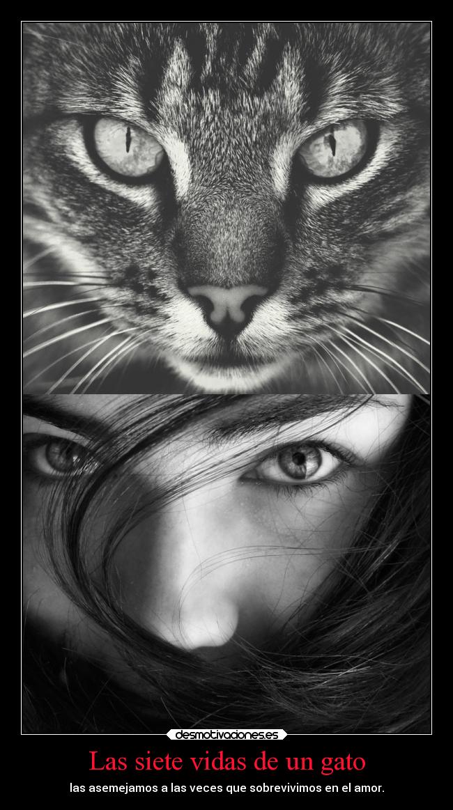 Las siete vidas de un gato - las asemejamos a las veces que sobrevivimos en el amor.