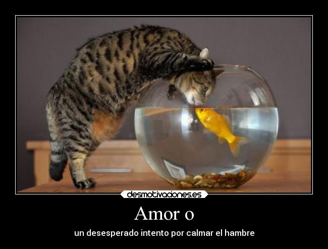 Amor o - 