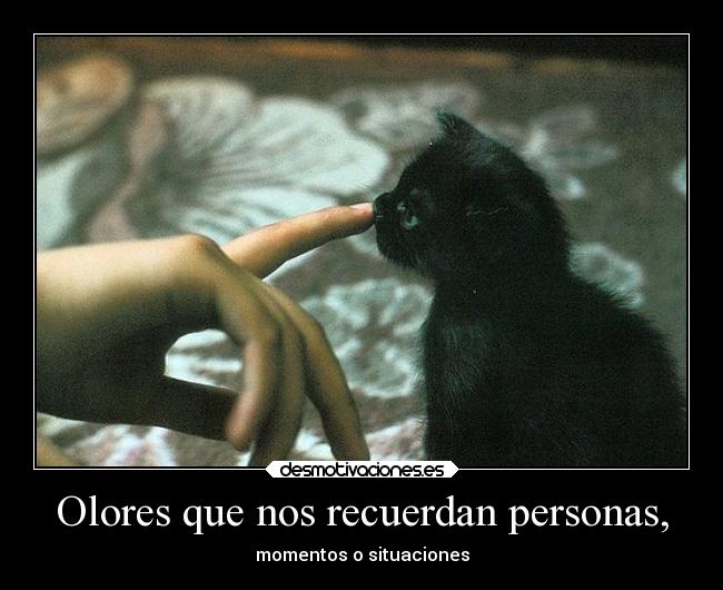 carteles animales desmotivaciones