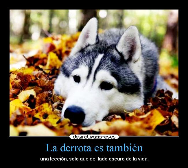 carteles animales desmotivaciones