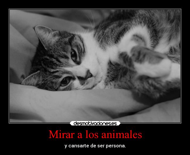 carteles animales animales desmotivaciones