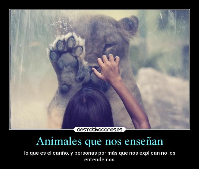 Animales que nos enseñan - 