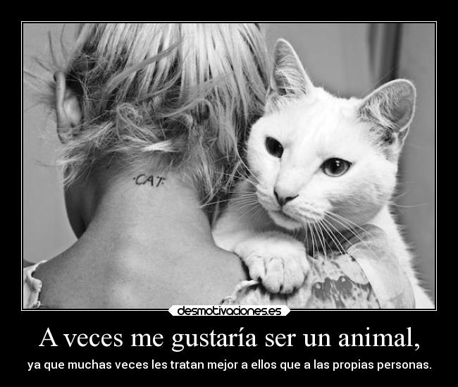 carteles animales directionerloveforever desmotivaciones