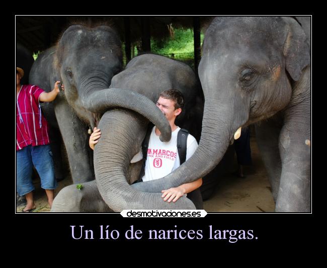 carteles animales elefantes desmotivaciones