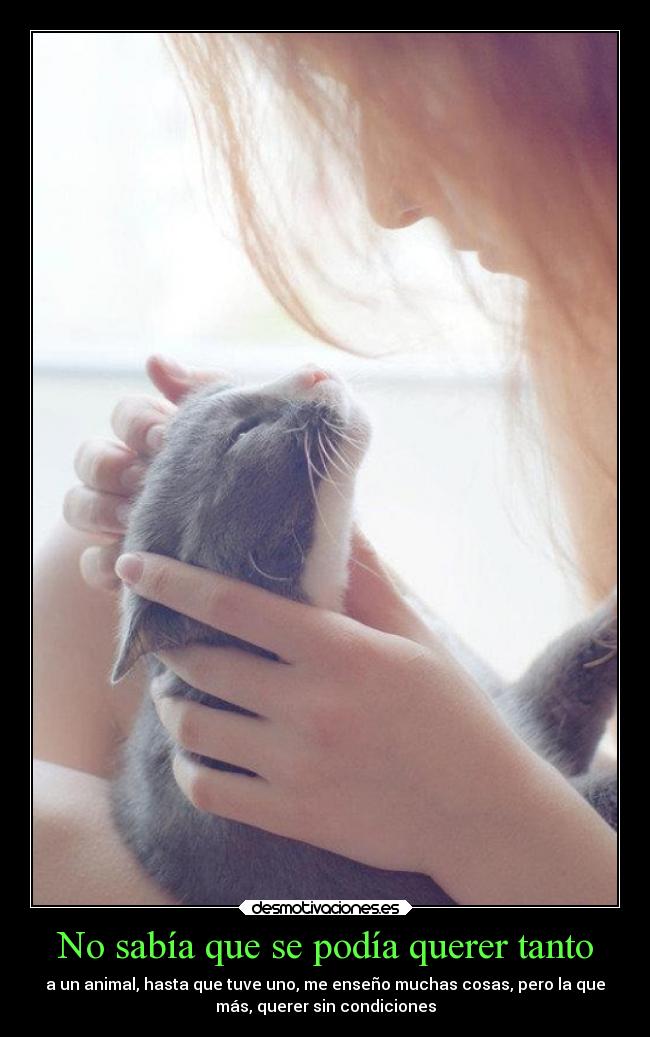 No sabía que se podía querer tanto - a un animal, hasta que tuve uno, me enseño muchas cosas, pero la que
más, querer sin condiciones