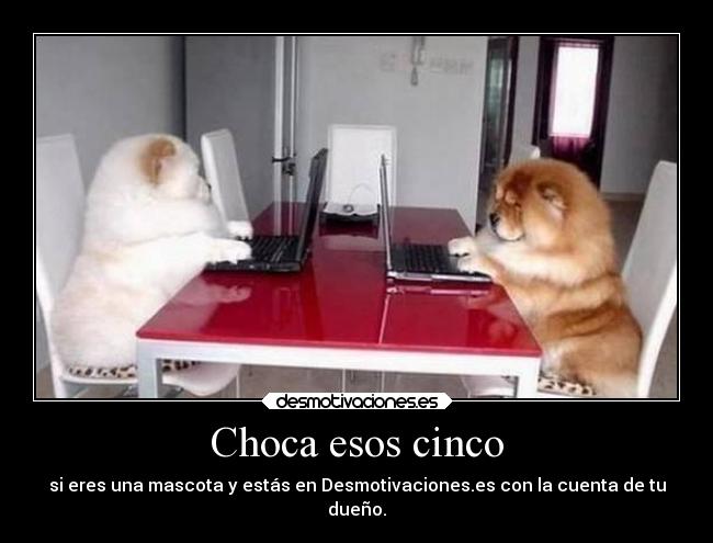 Choca esos cinco - si eres una mascota y estás en Desmotivaciones.es con la cuenta de tu
dueño.