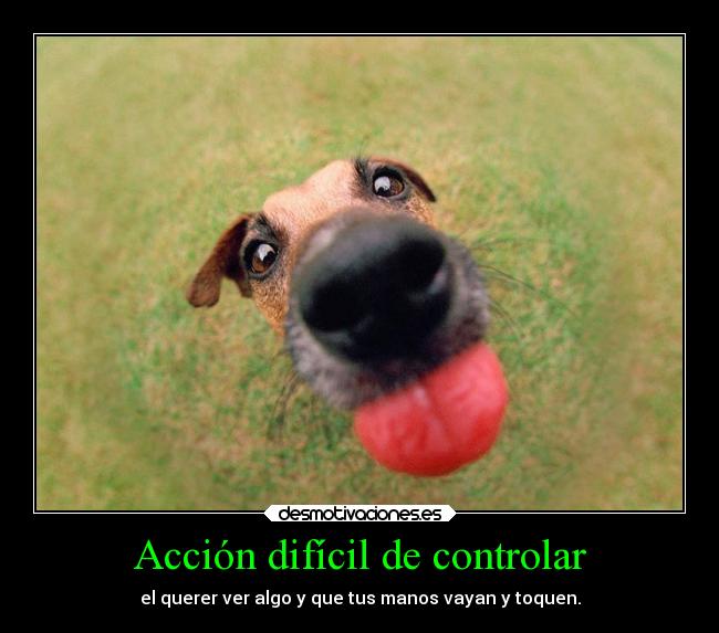 carteles animales perro manos tocar ojos desmotivaciones