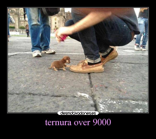 ternura over 9000 - 