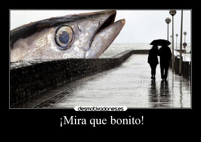 ¡Mira que bonito! -