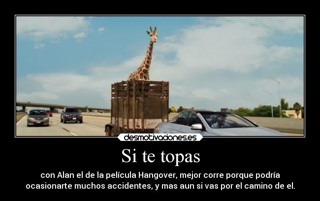 Si te topas - con Alan el de la película Hangover, mejor corre porque podría
ocasionarte muchos accidentes, y mas aun si vas por el camino de el.