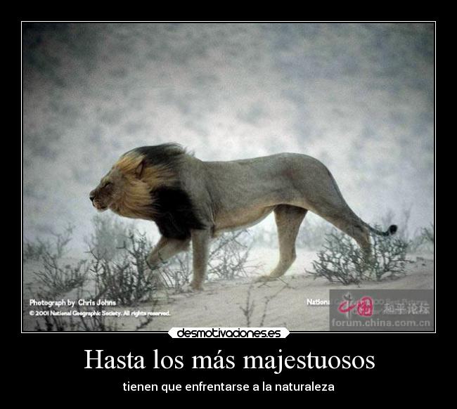 Hasta los más majestuosos -