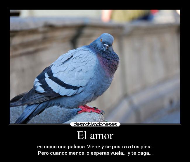 El amor - es como una paloma. Viene y se postra a tus pies...
Pero cuando menos lo esperas vuela... y te caga...