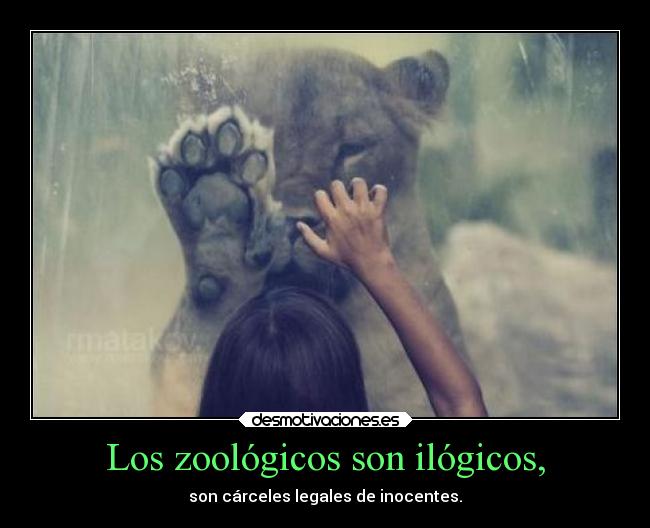 Los zoológicos son ilógicos, - 