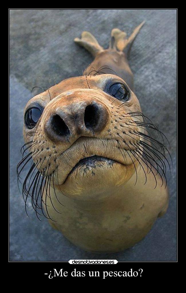 -¿Me das un pescado? -