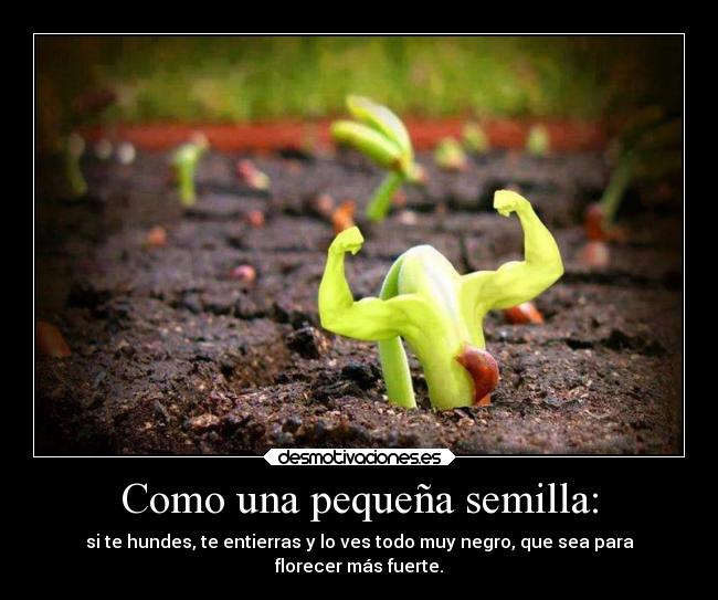 Como una pequeña semilla: - 