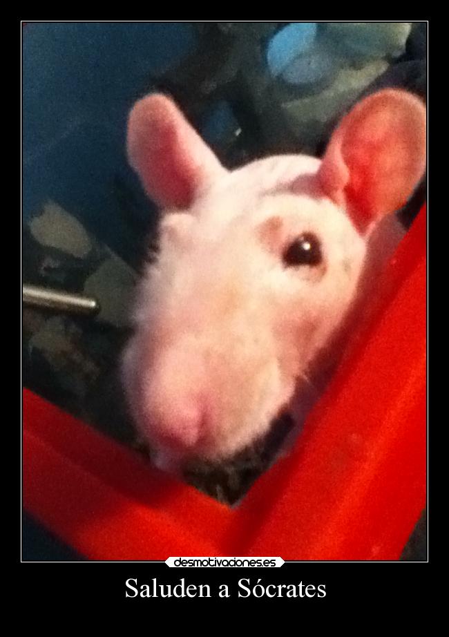 Saluden a Sócrates - 